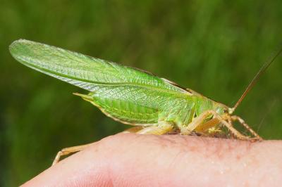 Tettigonia viridissima