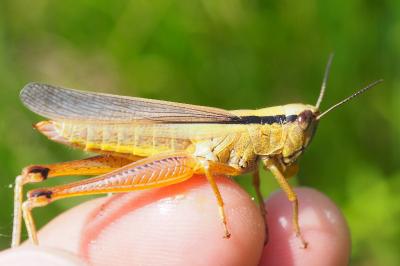 Mecostethus parapleurus