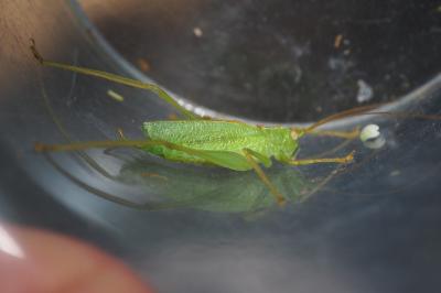 Meconema thalassinum
