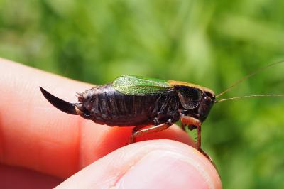 Zeuneriana abbreviata