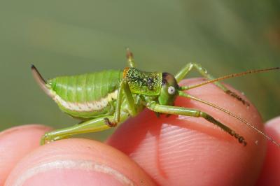 Uromenus rugosicollis
