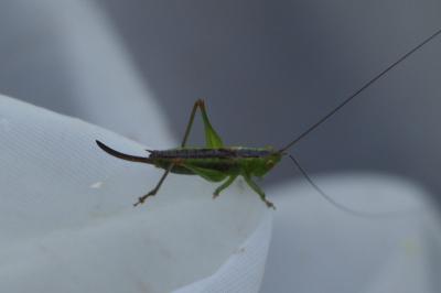 Conocephalus