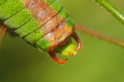 Leptophyes punctatissima