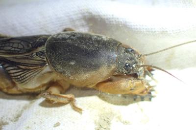 Gryllotalpa gryllotalpa