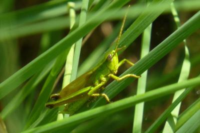 Chrysochraon dispar