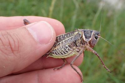 Decticus albifrons