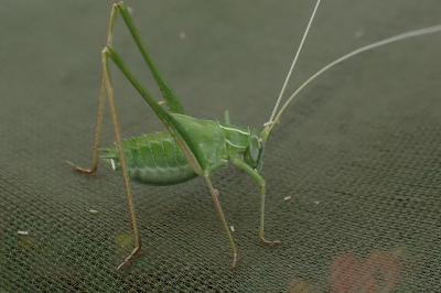 Tylopsis lilifolia