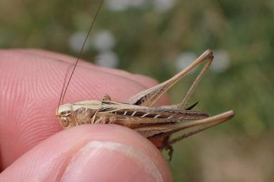 Tessellana tessellata