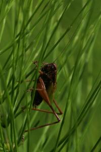 Zeuneriana abbreviata