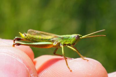 Chrysochraon dispar