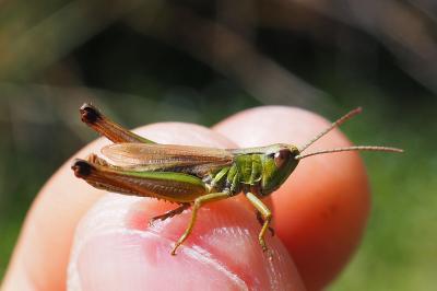 Pseudochorthippus parallelus