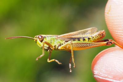 Pseudochorthippus parallelus