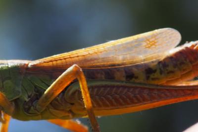 Pseudochorthippus parallelus