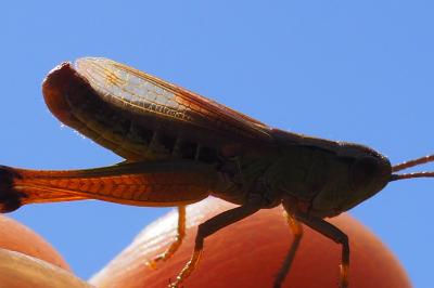 Pseudochorthippus parallelus