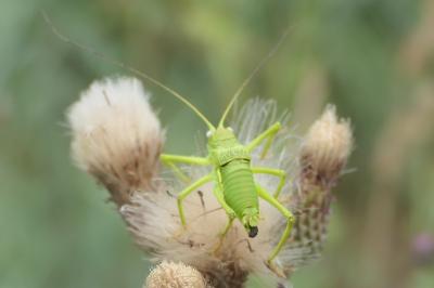 Uromenus rugosicollis