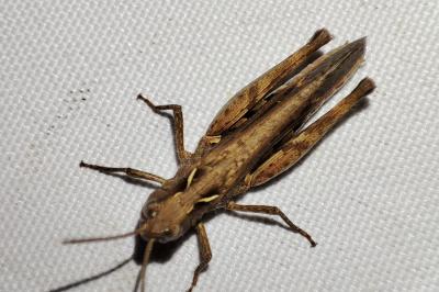 Omocestus raymondi