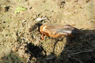 Gryllotalpa gryllotalpa