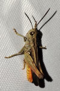 Omocestus raymondi