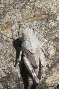 Oedipoda