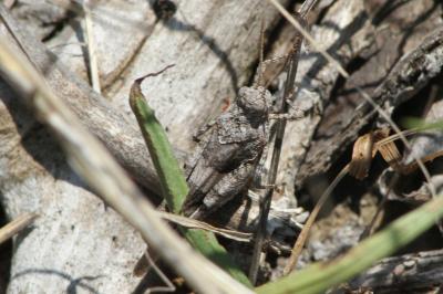 Oedipoda caerulescens