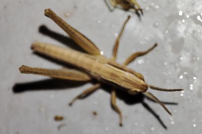 Euchorthippus