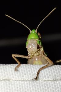 Aiolopus