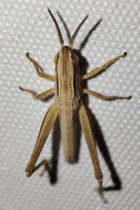 Euchorthippus