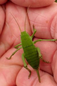 Polysarcus denticauda