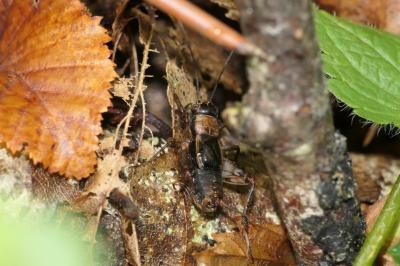 Nemobius sylvestris