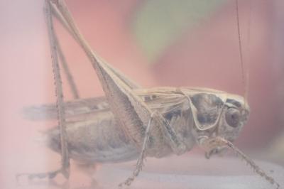 Tessellana tessellata
