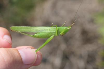 Ruspolia nitidula