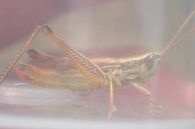 Euchorthippus