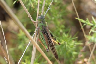 Locusta