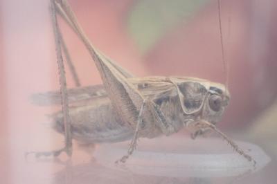 Tessellana tessellata