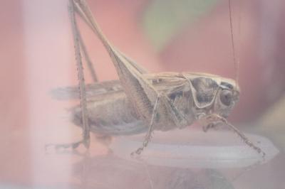 Tessellana tessellata