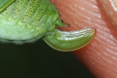Phaneroptera nana