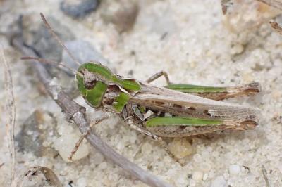 Myrmeleotettix maculatus