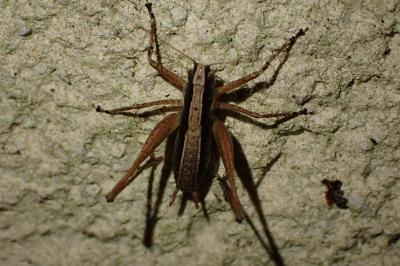 Yersinella raymondii