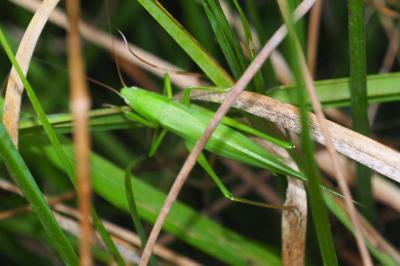 Ruspolia nitidula