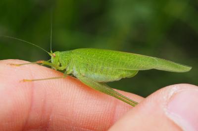 Phaneroptera nana