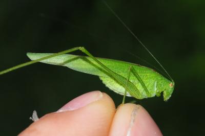 Phaneroptera nana