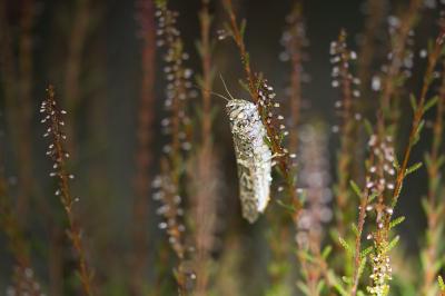 Oedaleus decorus