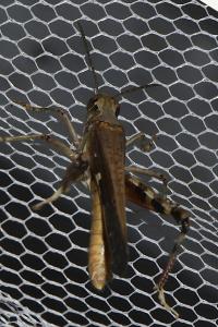 Aiolopus puissanti