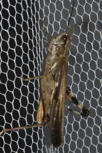 Aiolopus puissanti