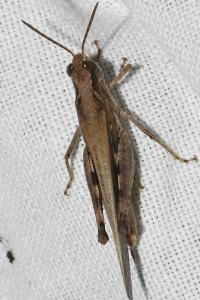 Aiolopus puissanti