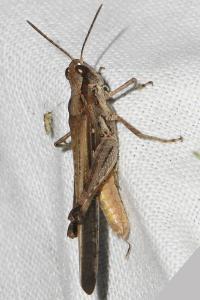 Aiolopus puissanti