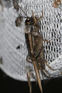 Eumodicogryllus bordigalensis