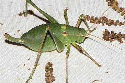 Barbitistes fischeri