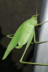 Phaneroptera nana