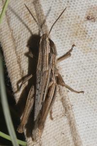 Euchorthippus elegantulus